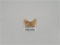 藏品(尺蛾635)的圖片